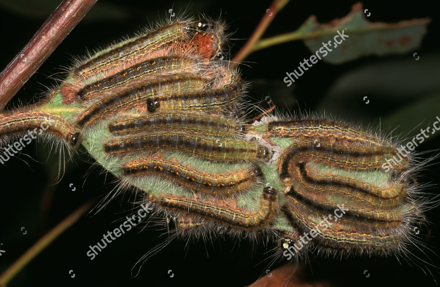 Bagshelter Moth Larvae Processionary Caterpillars Moving Editorial ...