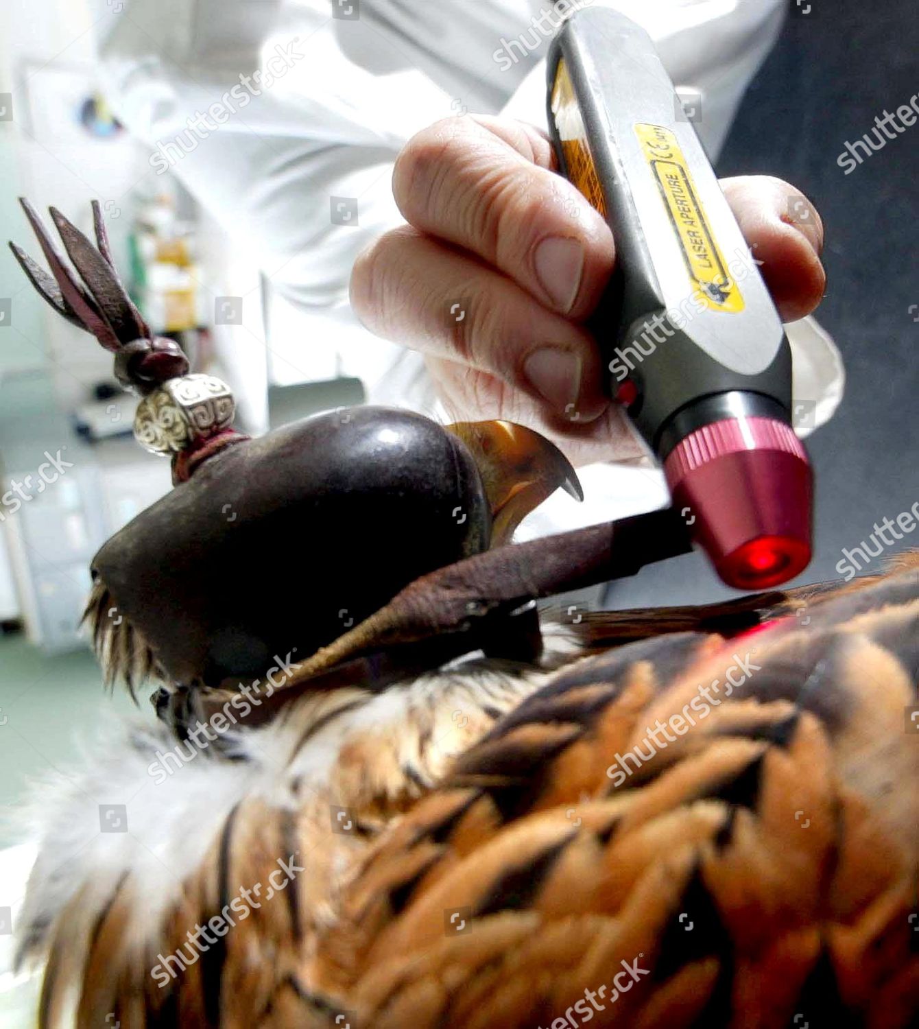 Vet Wendy Vere Treating Topazs Feathers Laser Editorial Stock Photo