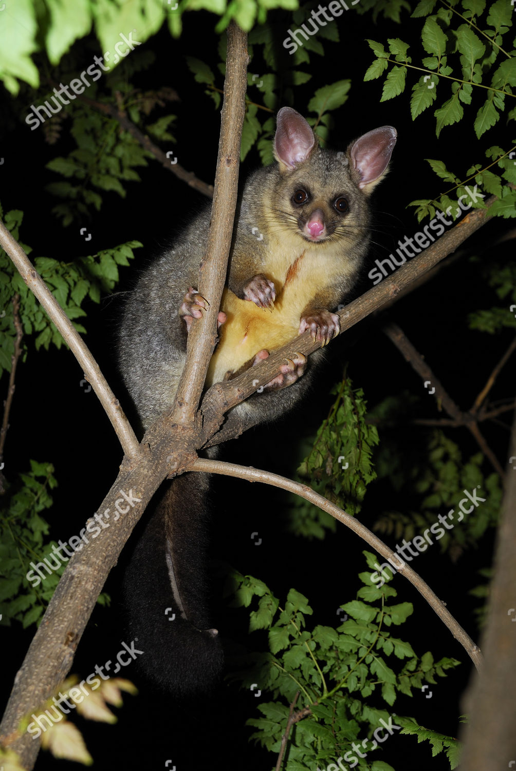 Common Brushtail Possum Suburban Garden Canberra Australian のエディトリアルストック写真 ストック画像 Shutterstock