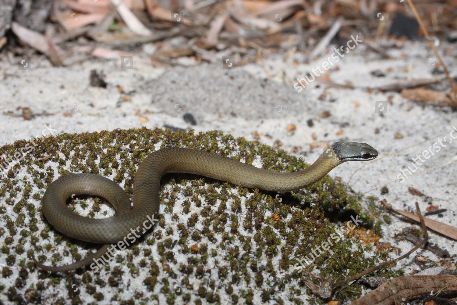 Crowned Snake Aggressive Posture Flattened Body Editorial Stock Photo ...