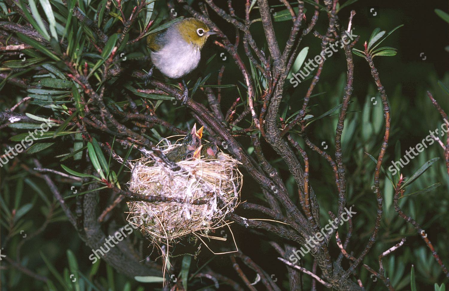 Silvereye Nest Australia Editorial Stock Photo Stock Image Shutterstock