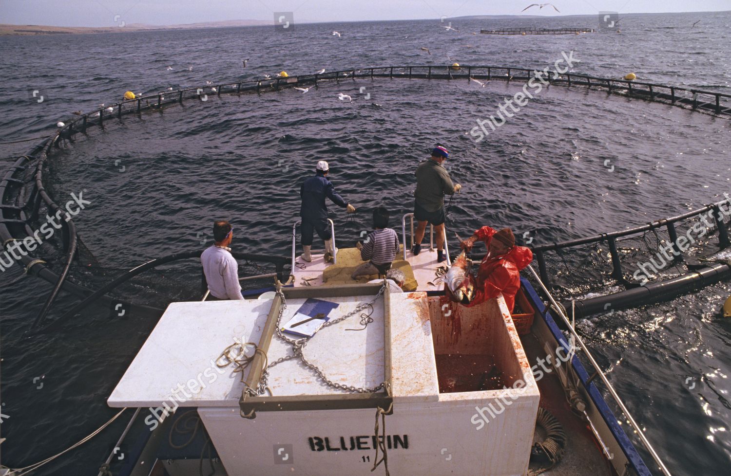Pens Southern Bluefin Tuna Port Lincoln Editorial Stock Photo Stock