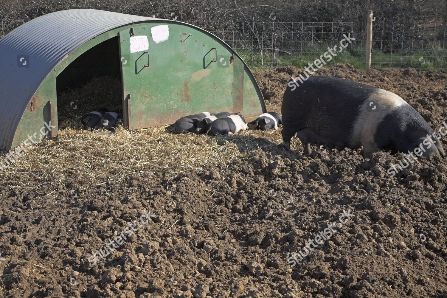 free-range-pig-farming-editorial-stock-photo-stock-image-shutterstock