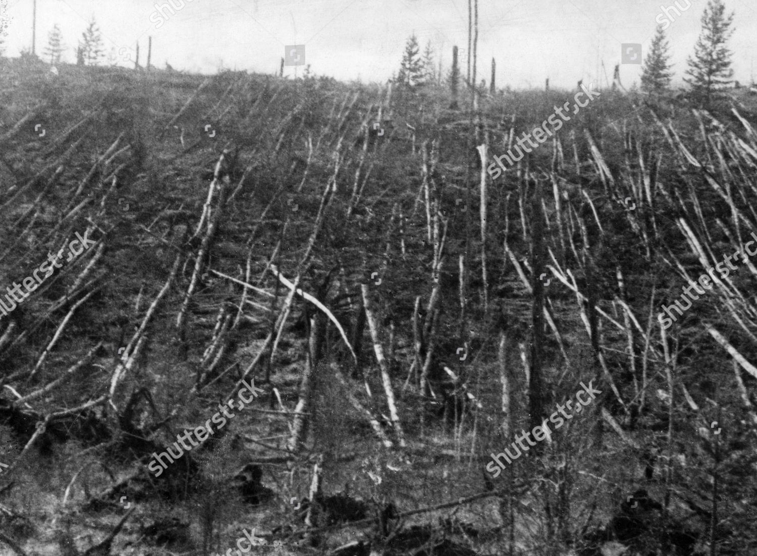 Siberian Taiga Forest That Flattened By Editorial Stock Photo - Stock