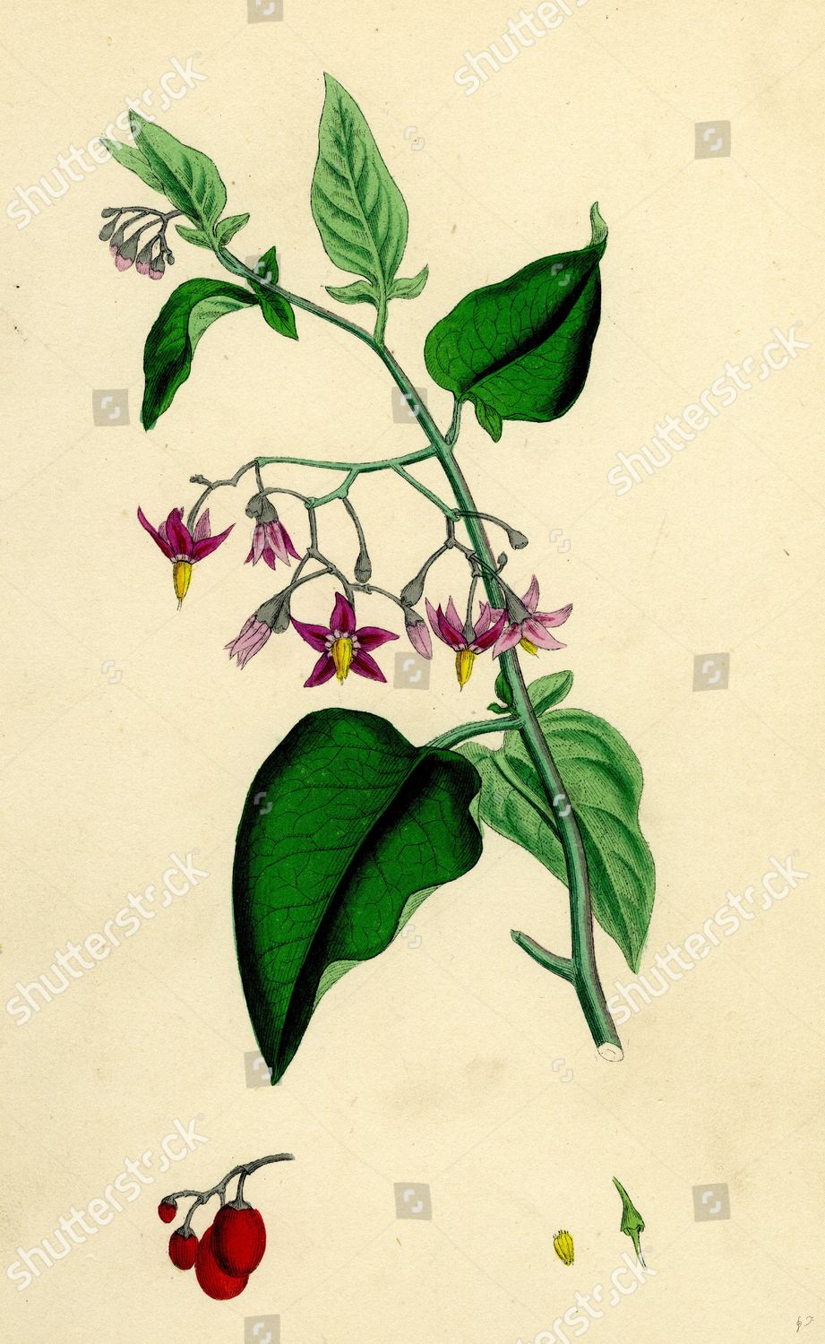 Solanum Dulcamara Woody Nightshade Editorial Stock Photo Stock Image