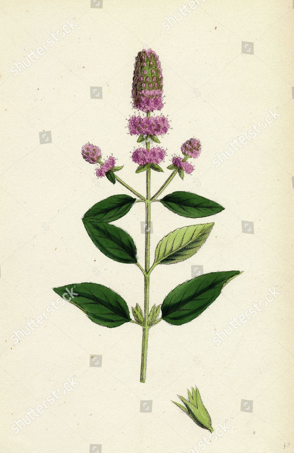 Mentha pubescens var hircina Bluntspiked Mint var Editorial Stock ...