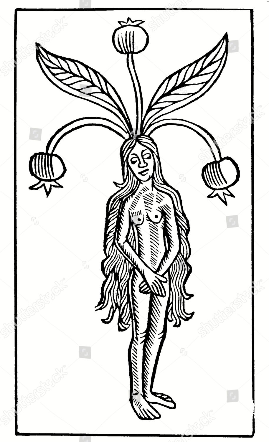 Female mandrake, 1491 free public domain image