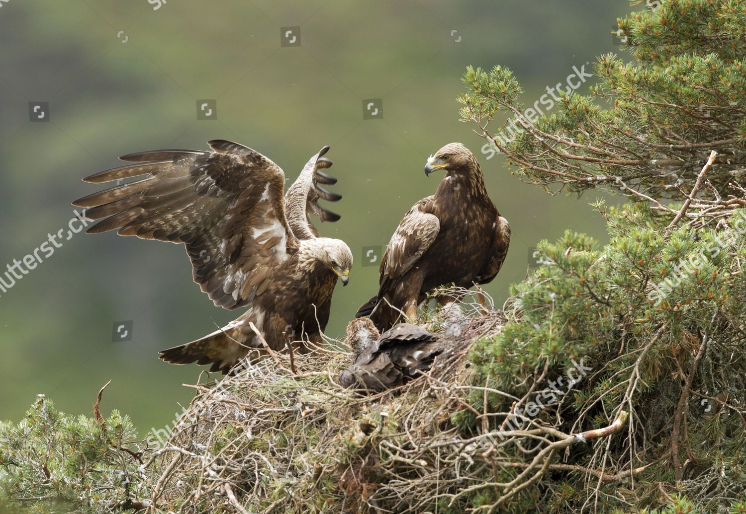 Golden Eagle Aquila Chrysaetos Pair Adults Nest Editorial