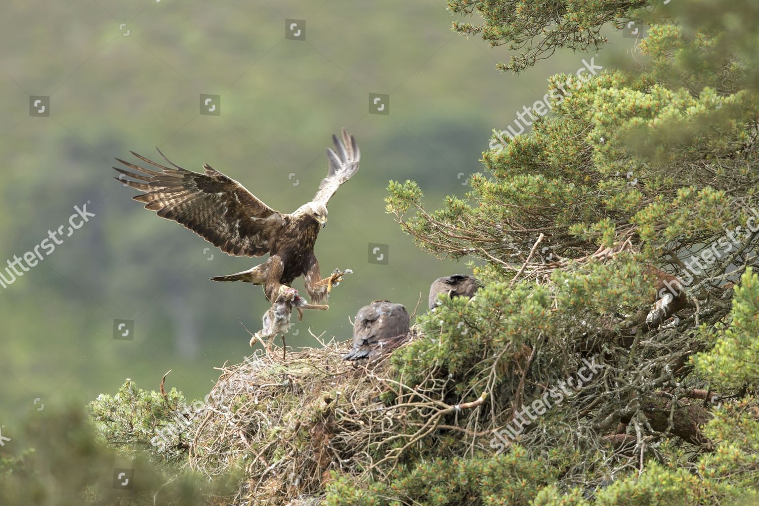 Golden Eagle Aquila Chyrsaetos Male Flying Into Editorial