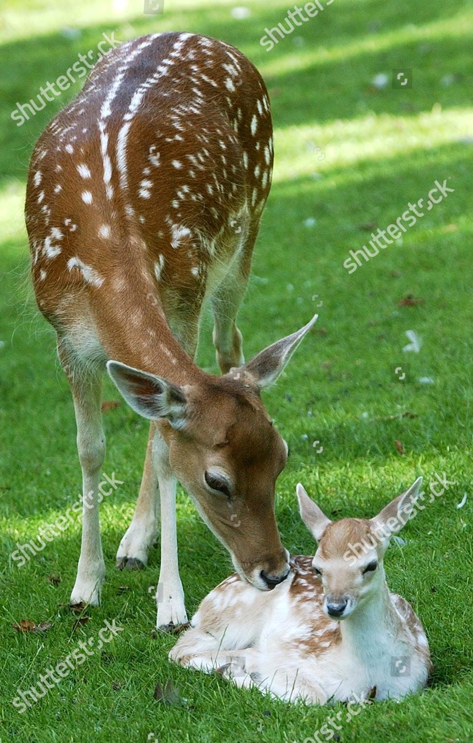 Do Deer Eat Daisies - The Home Garden