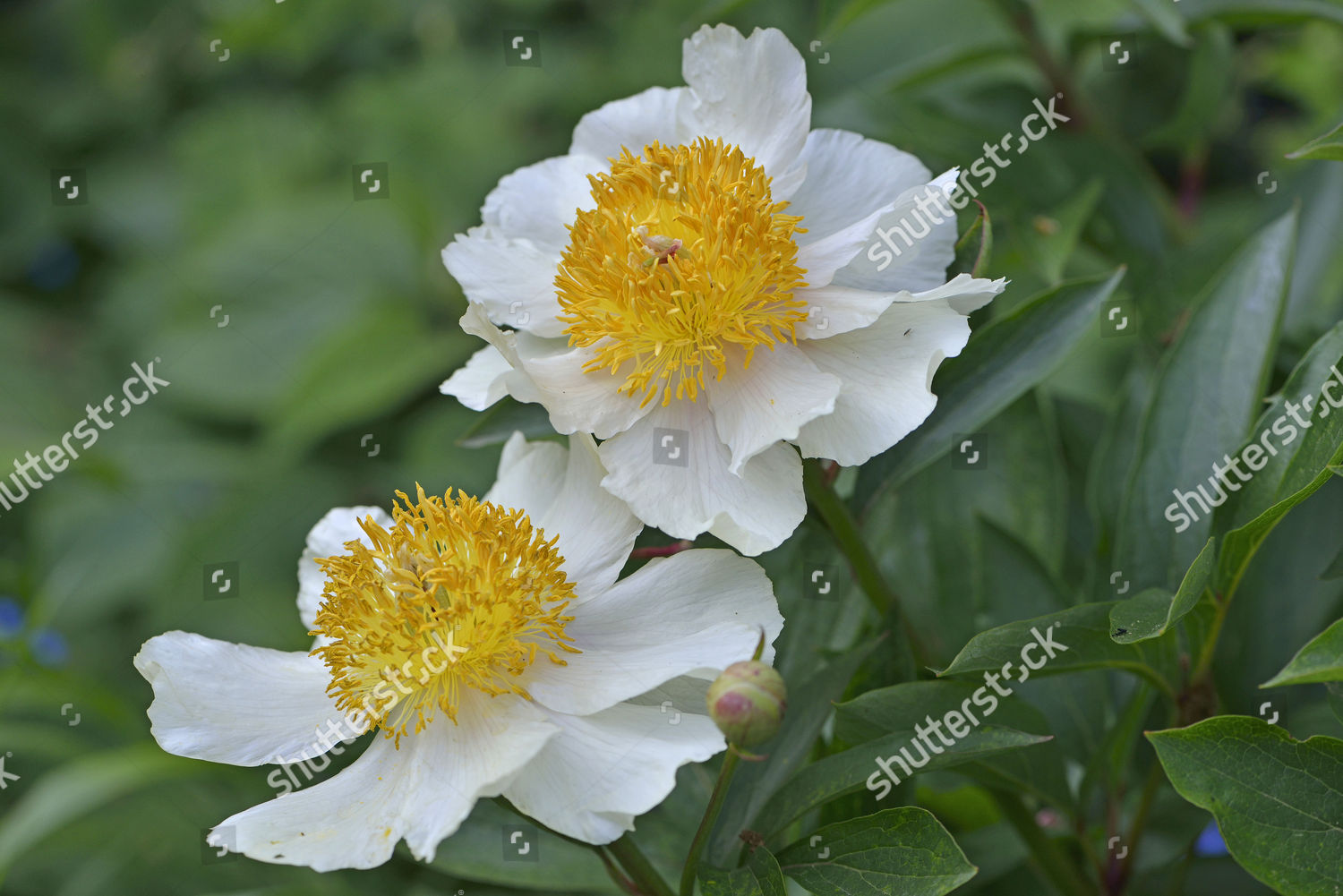 Peony Paeonia Hybrids Claire De Lune Lower Editorial Stock Photo Stock Image Shutterstock