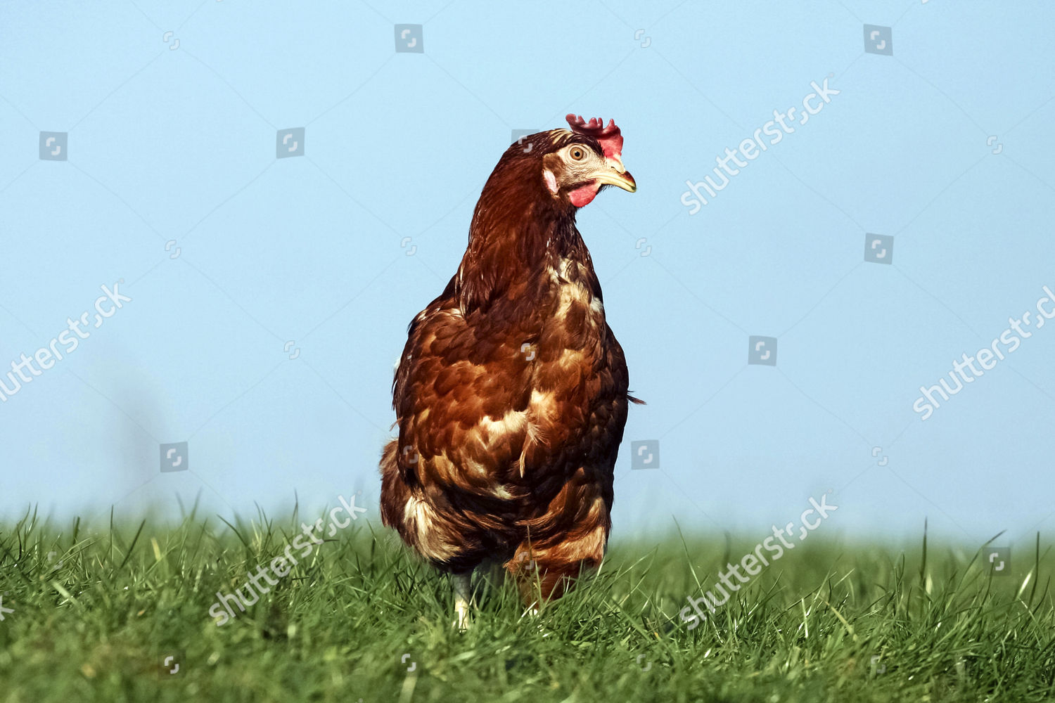 Domestic Chicken Brown Laying Hen Lohmann Editorial Stock Photo - Stock