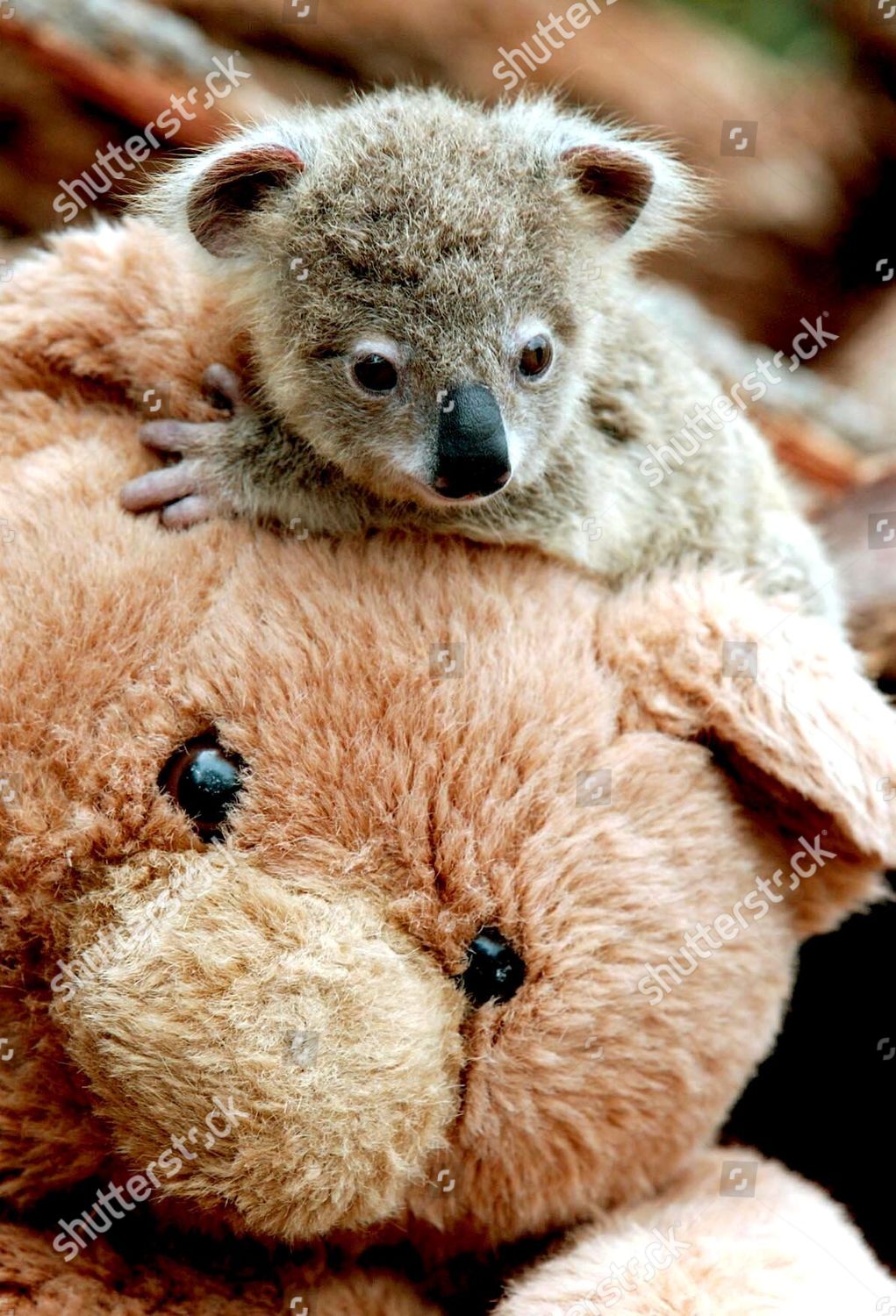 koala and teddy bear