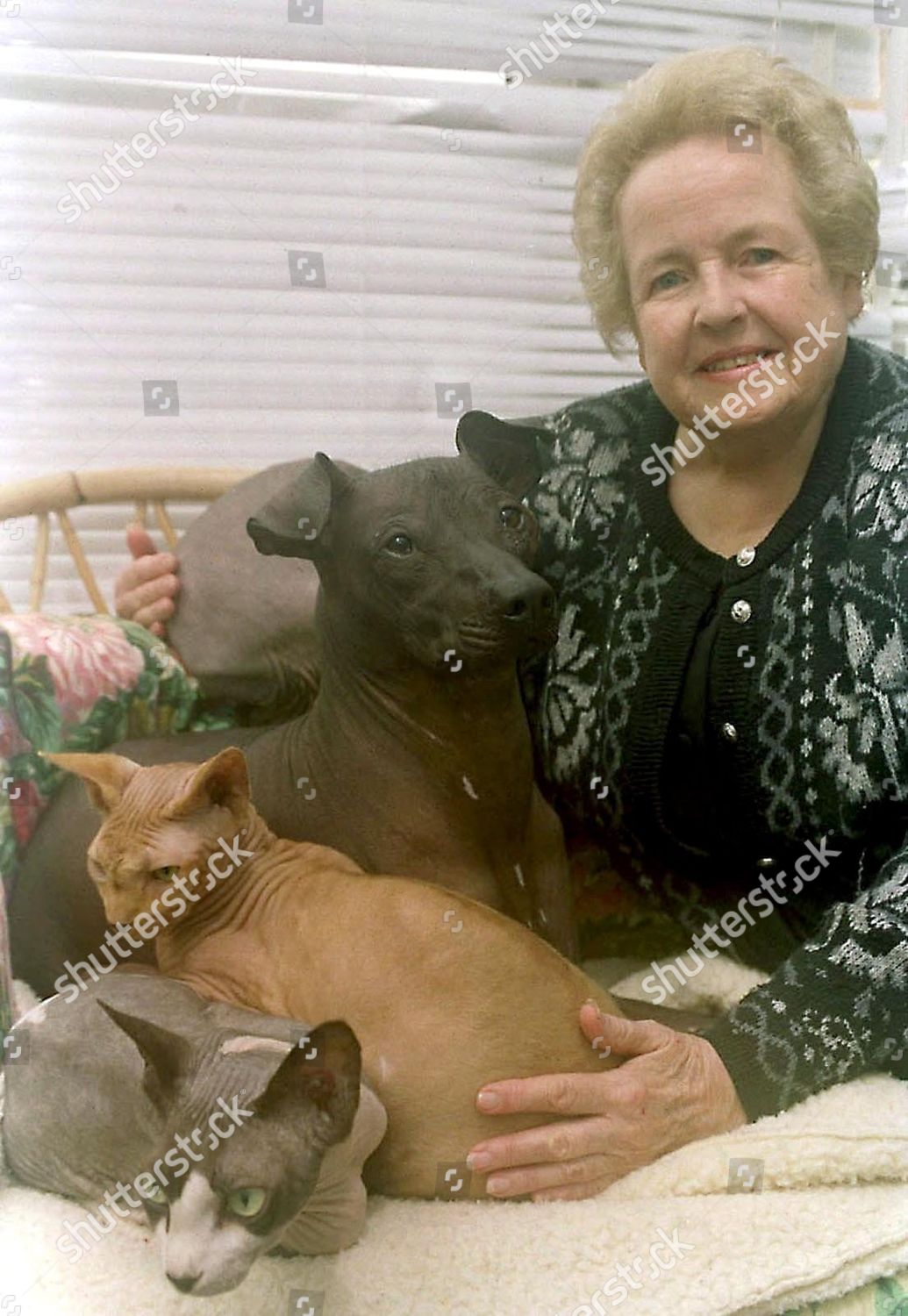 Zena Simmonds Zolo Dog Ra Centre Editorial Stock Photo - Stock Image ...