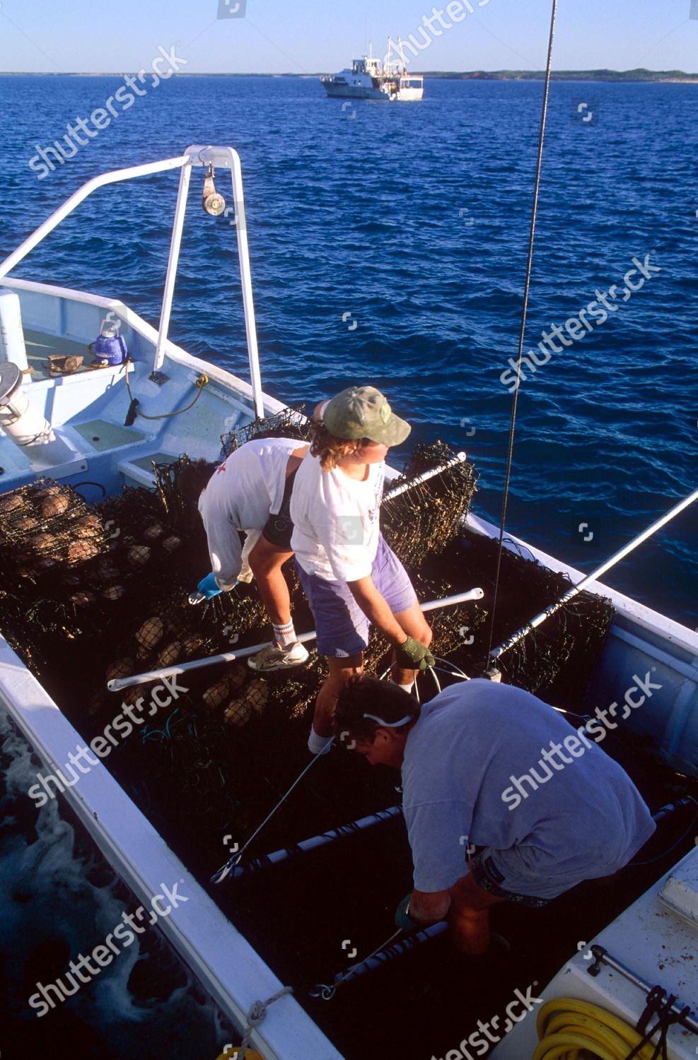 Harvesting Giant Pinctada Maxima South Sea Oysters Editorial - 