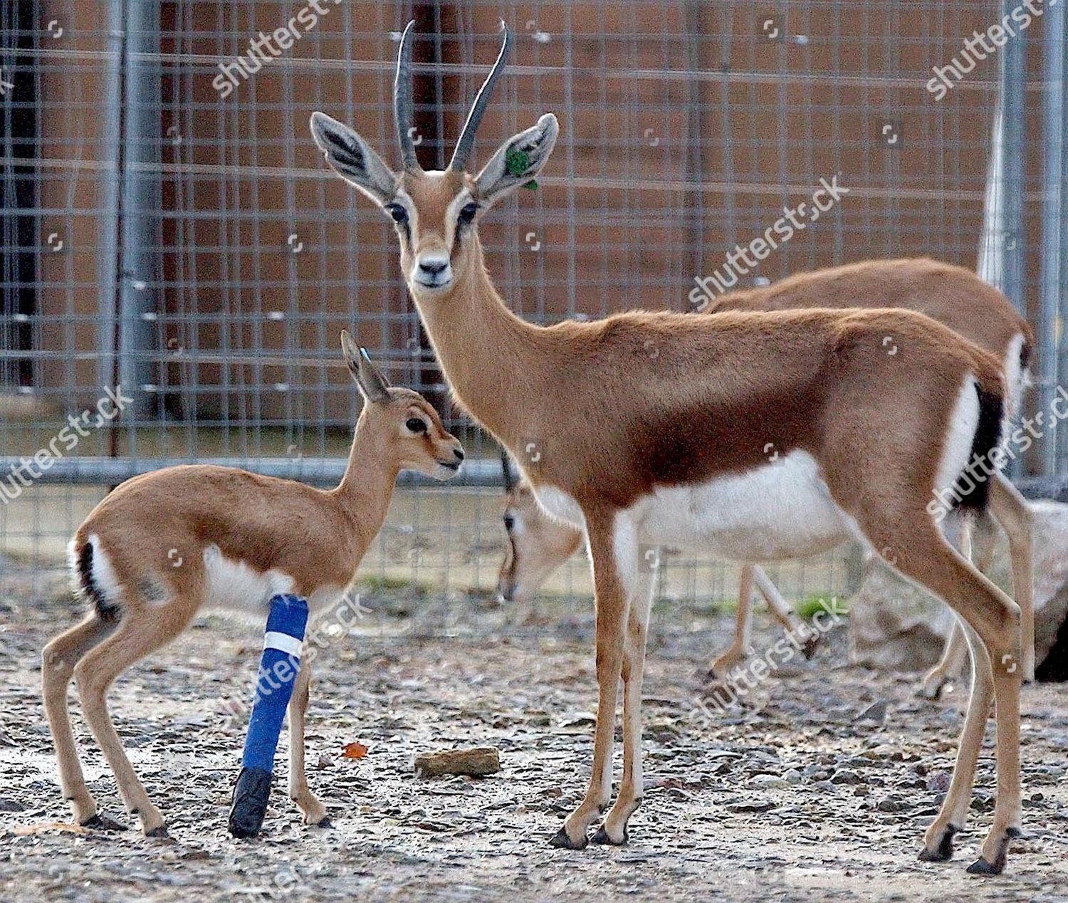 Bonita Baby Dorcas Gazelle Editorial Stock Photo Stock Image Shutterstock