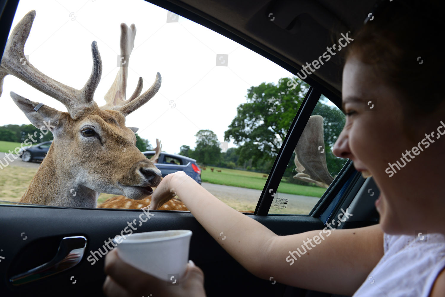 Visitors Feeding Fallow Deer Their Cars Editorial Stock Photo Stock