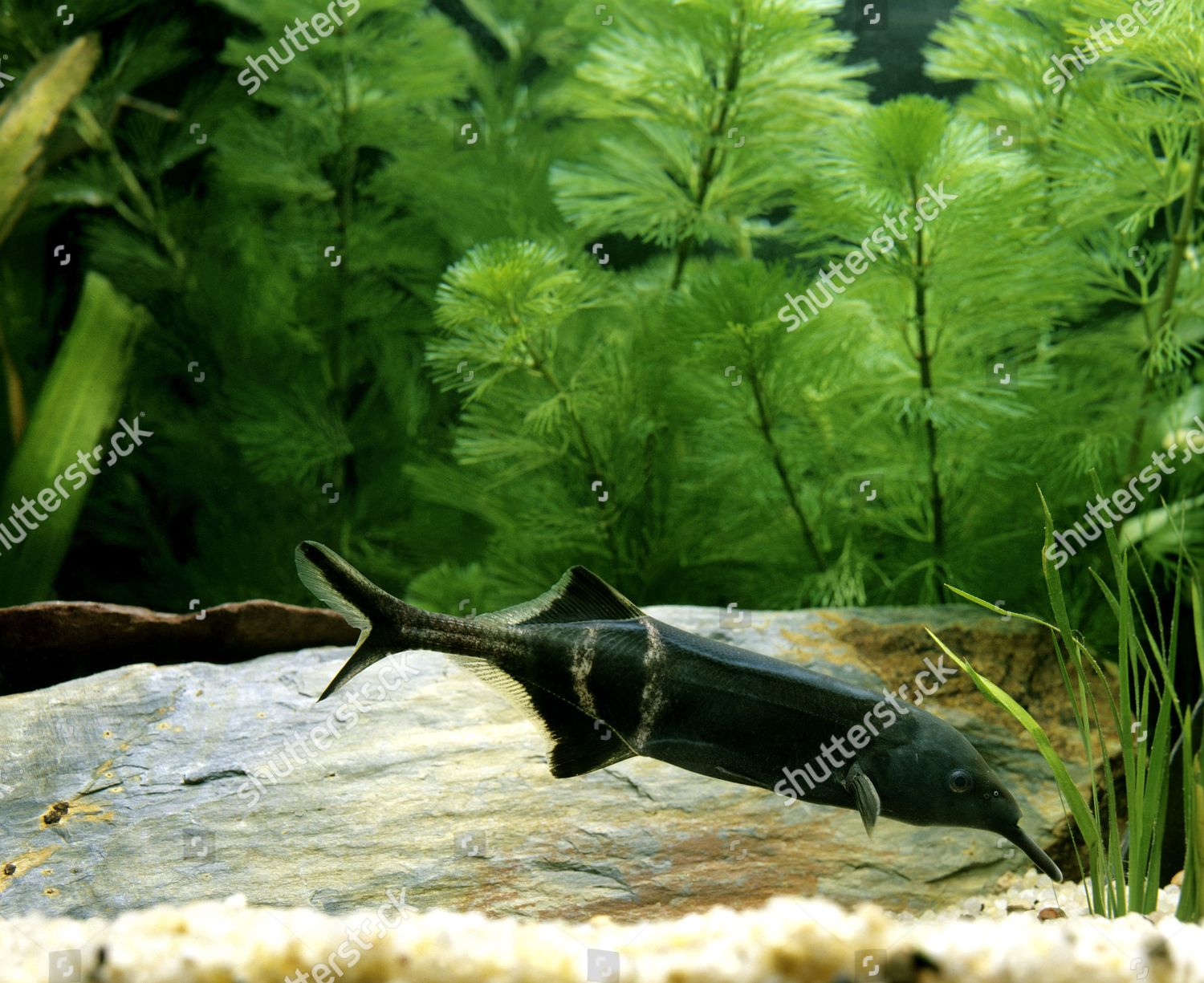 Elephant Nose Fish Gnathonemus Petersii Editorial Stock Photo Stock
