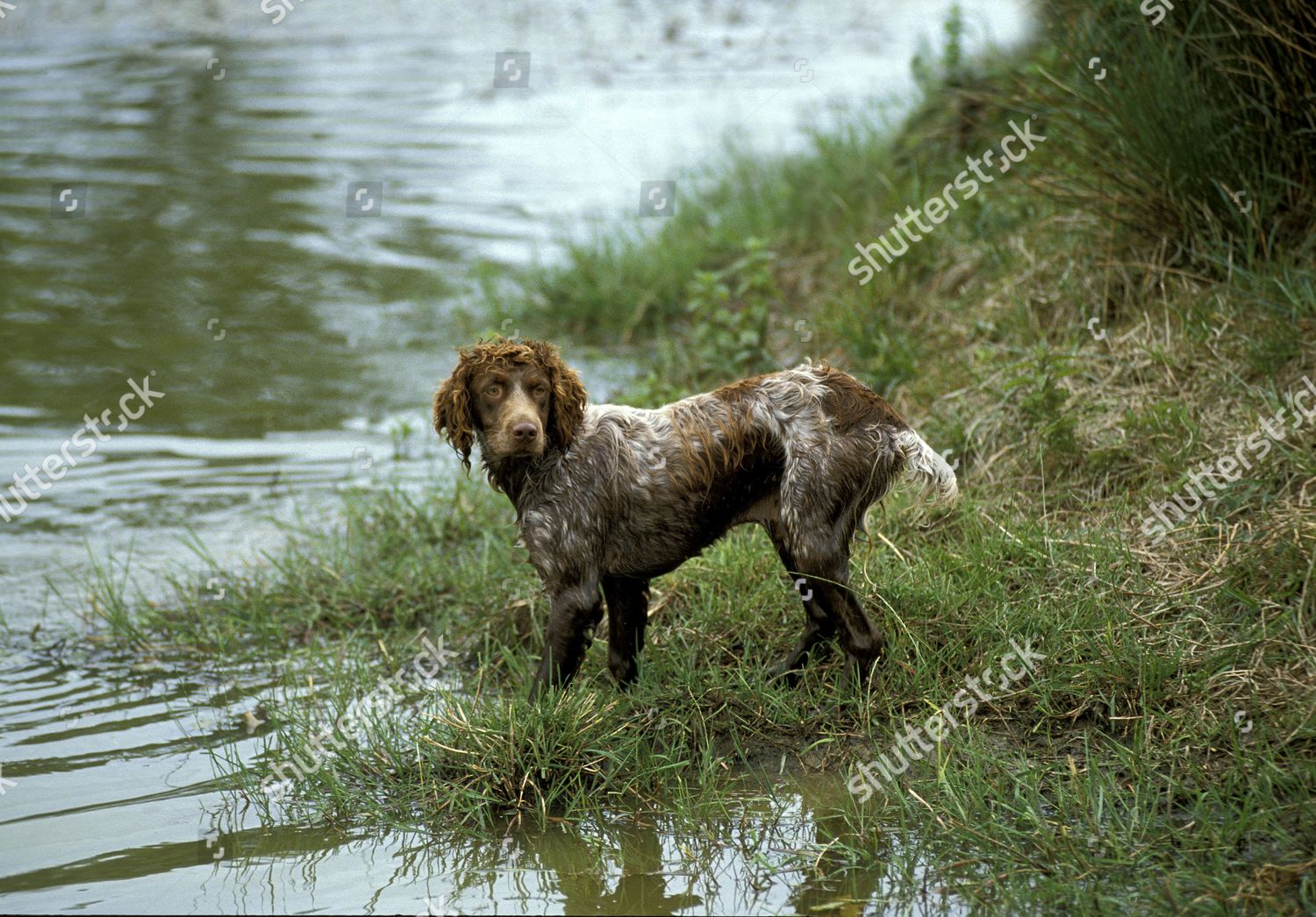 can a pont audemer spaniel live in france