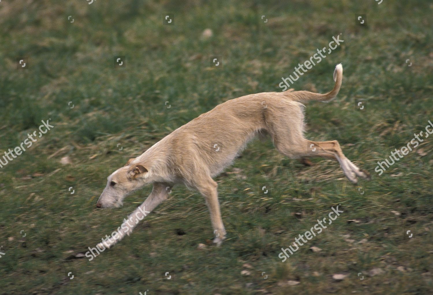 wire haired greyhound