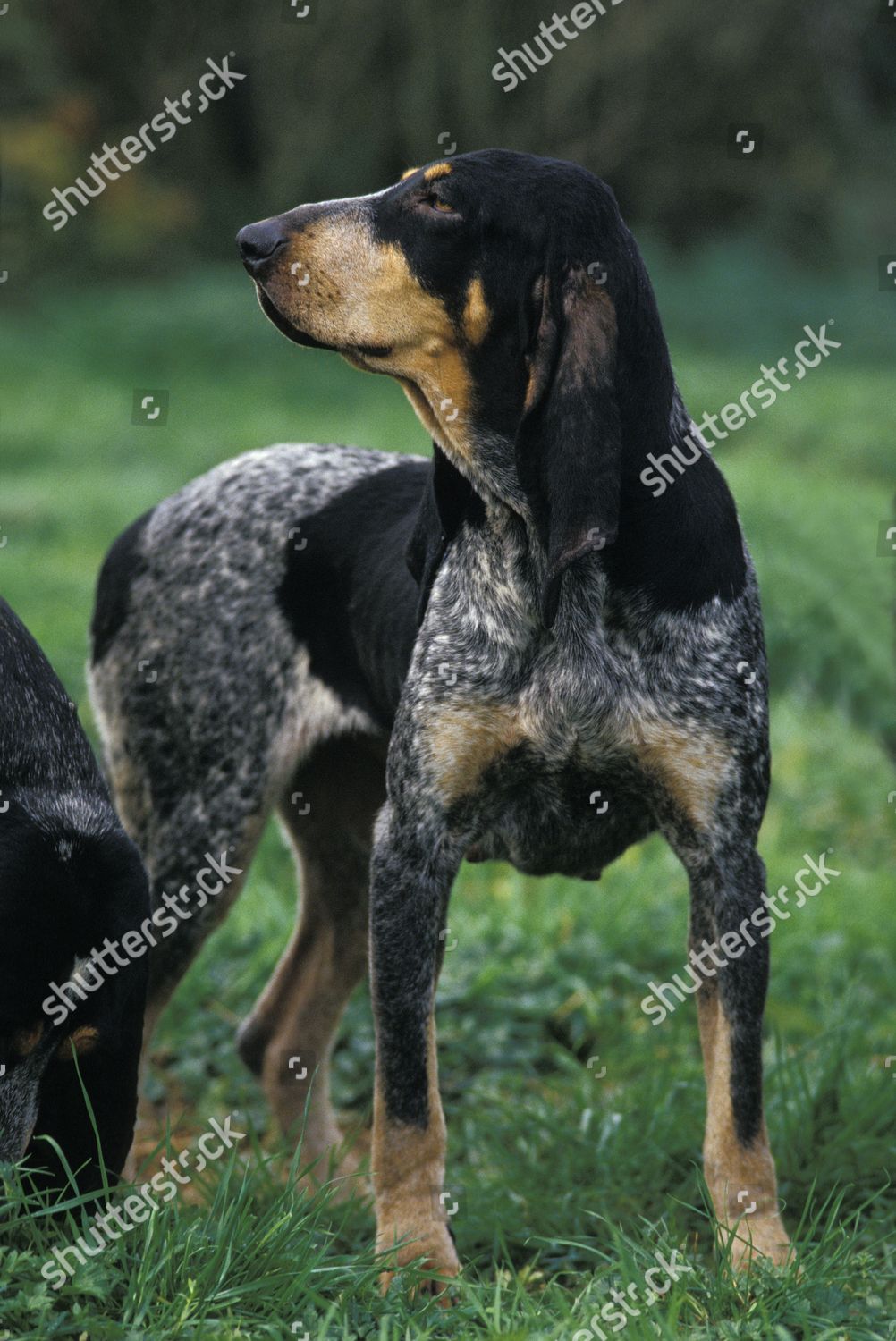 Little Blue Gascony Hound Dog Standing On のエディトリアルストック写真 ストック画像 Shutterstock