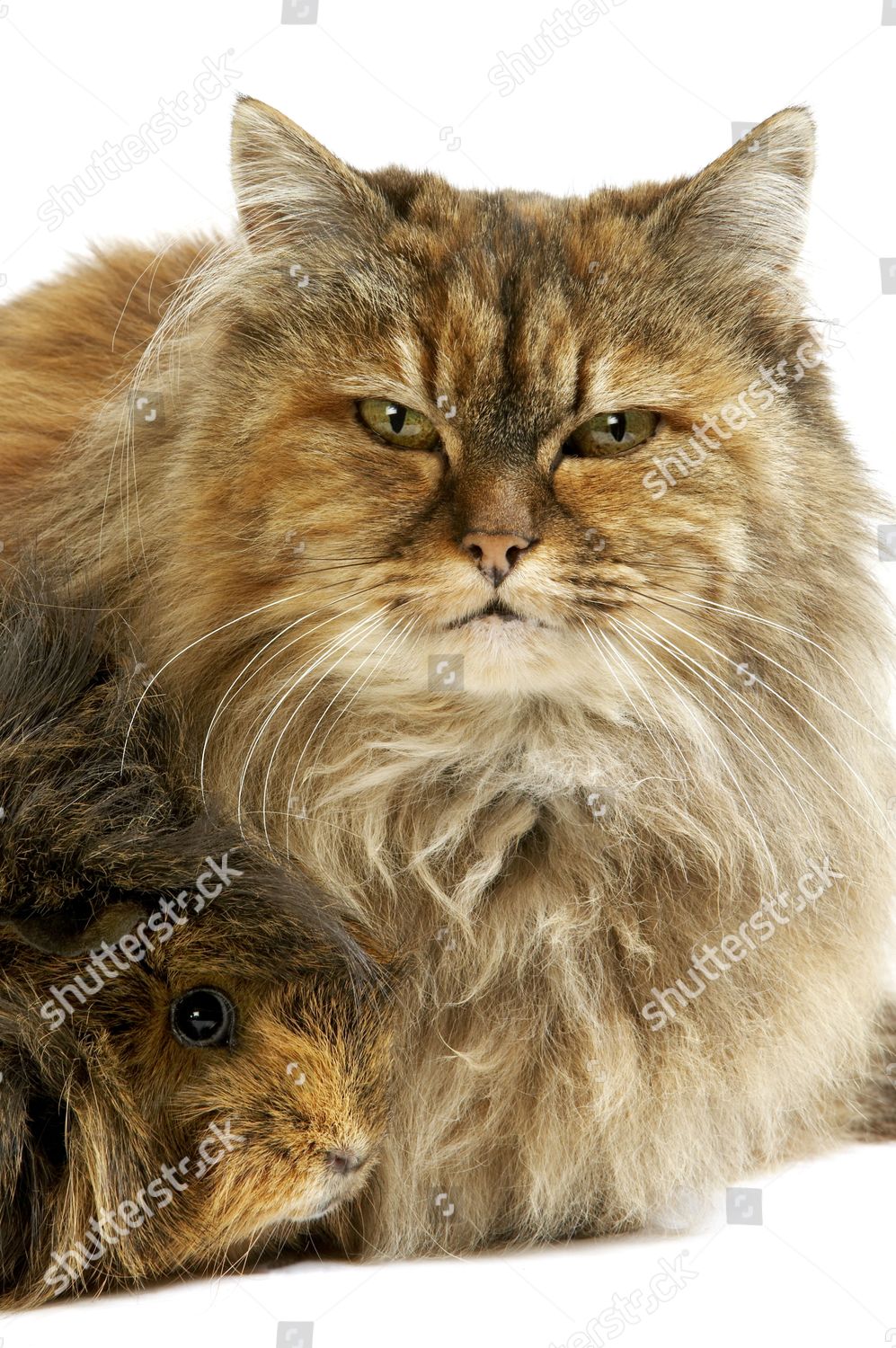 Tortoiseshell Persian Domestic Cat Long Hair Guinea Editorial