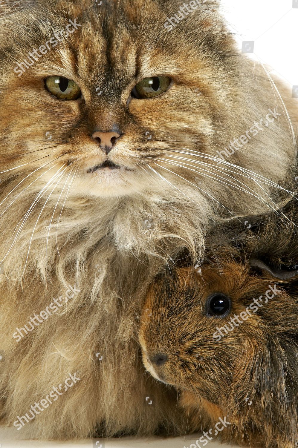 Tortoiseshell Persian Domestic Cat Long Hair Guinea Editorial