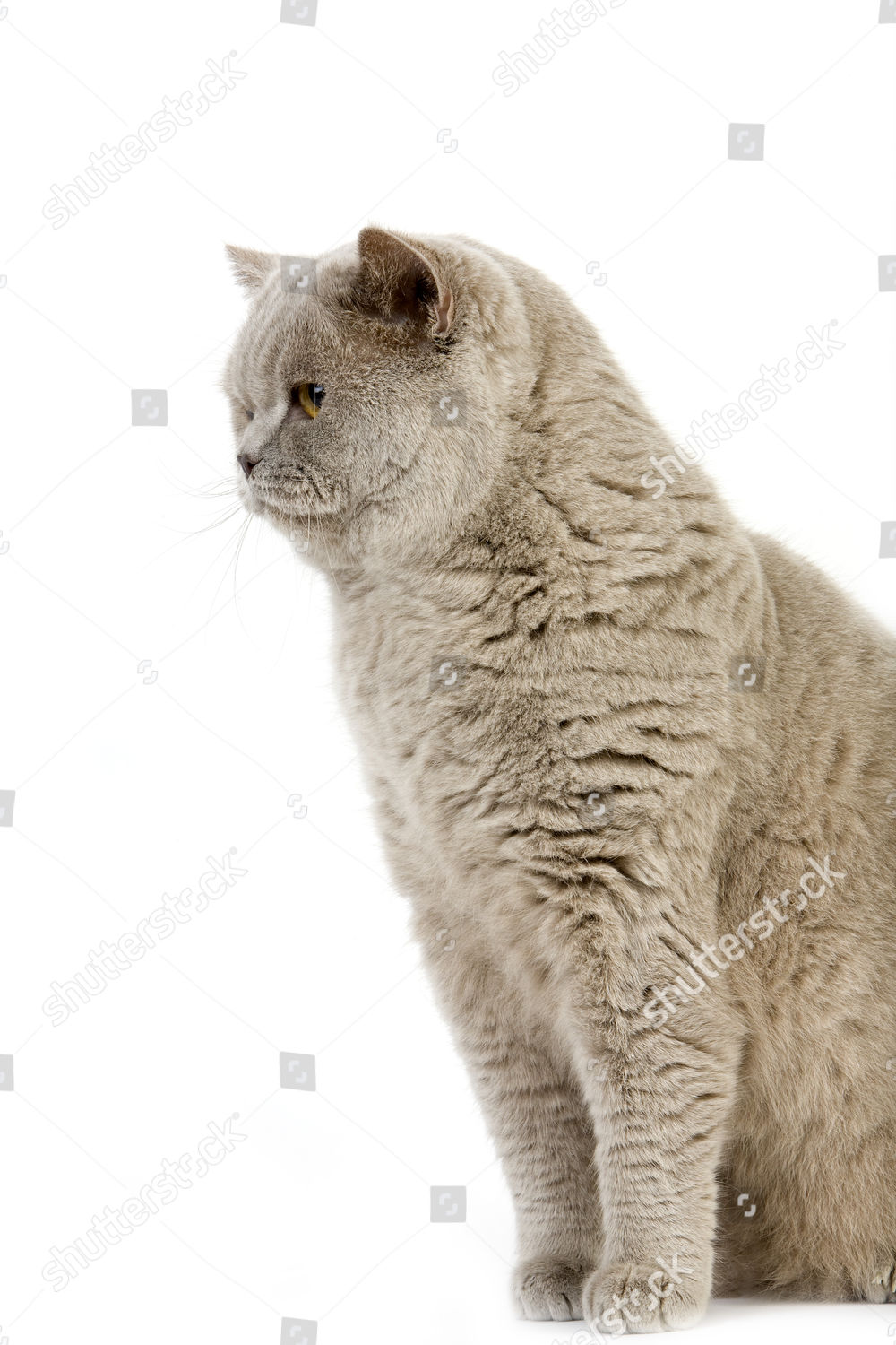 Lilac Cream British Shorthair Domestic Cat Male Editorial Stock