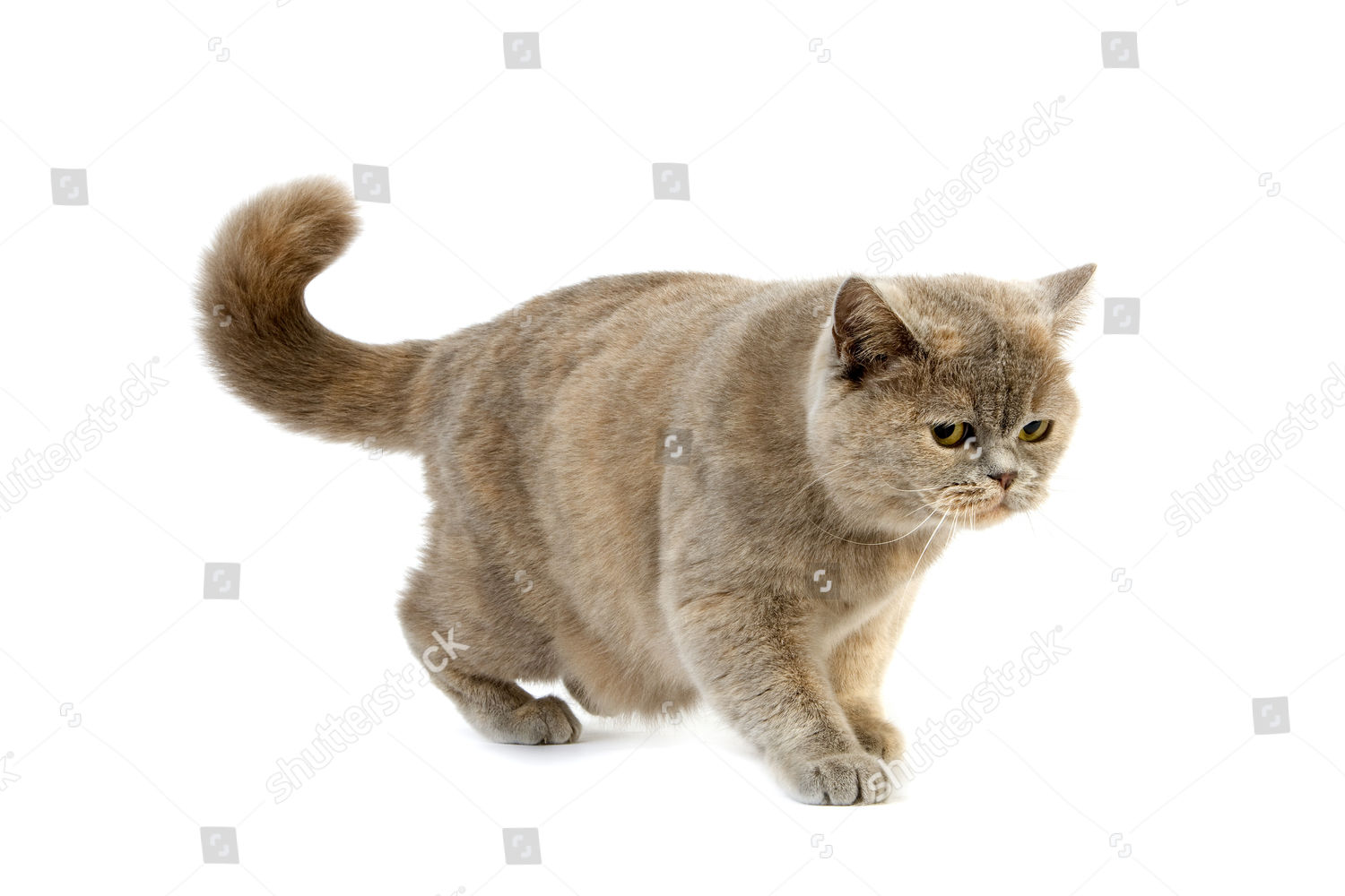 Lilac Cream British Shorthair Domestic Cat Female Editorial Stock