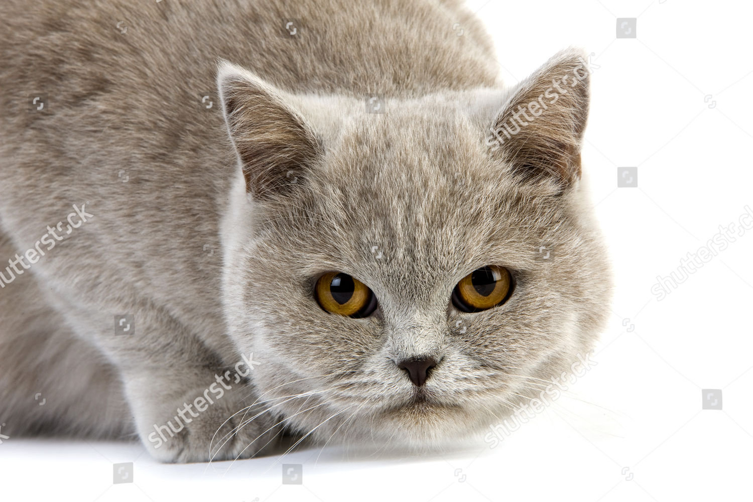 Lilac Cream British Shorthair Domestic Cat Female Editorial Stock