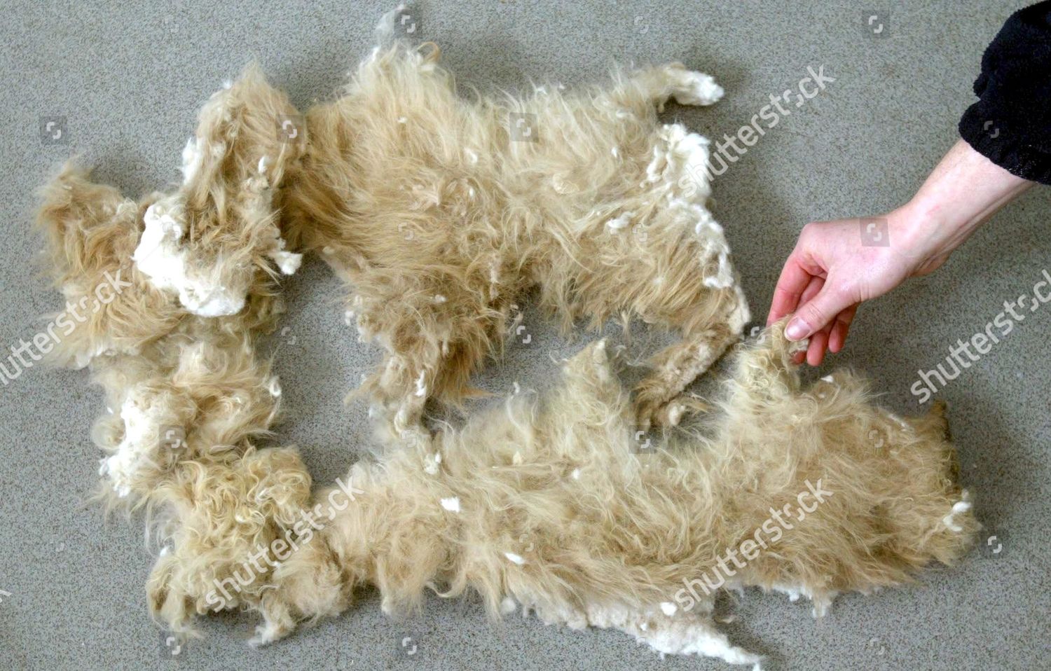 Merlins Badly Matted Fur After His Shave Editorial Stock Photo