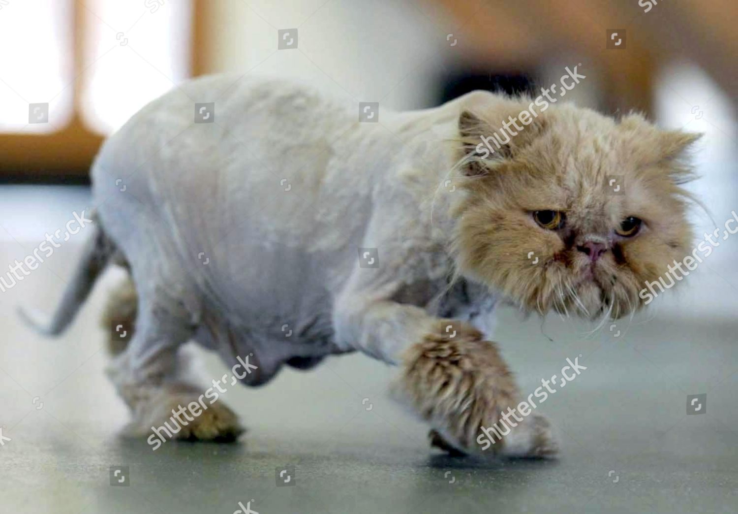 Merlin Persian Cat After Having His Coat Editorial Stock Photo