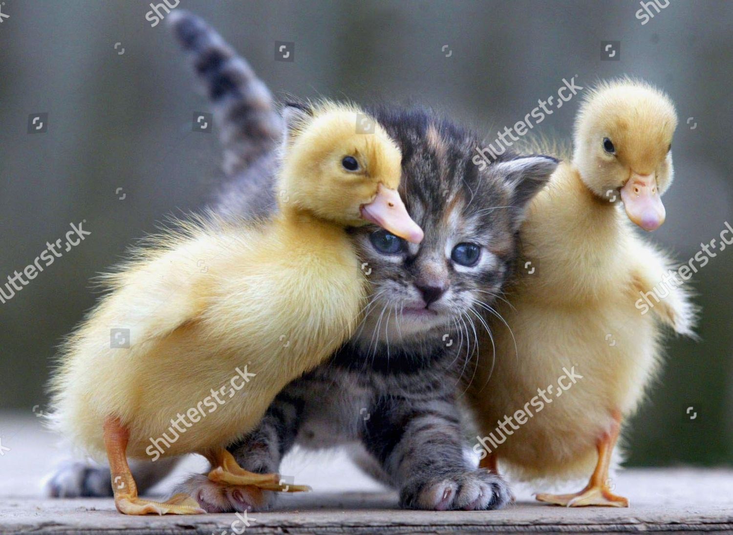 baby ducks and kittens