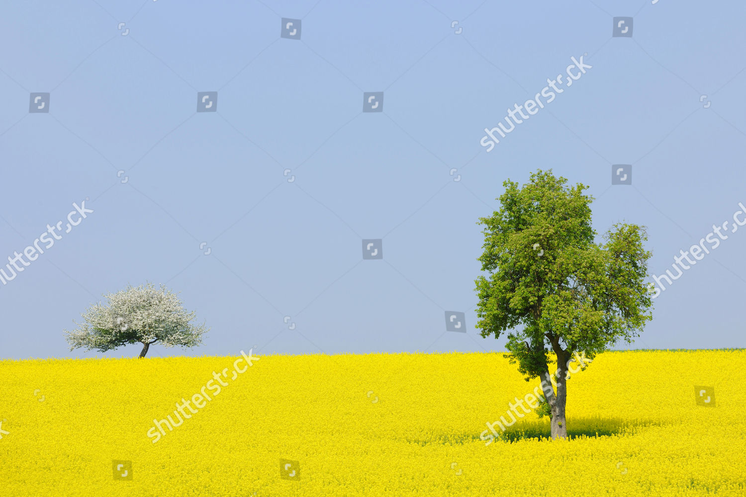 Pear Tree Pyrus Flowering Apple Tree Editorial Stock Photo Stock 