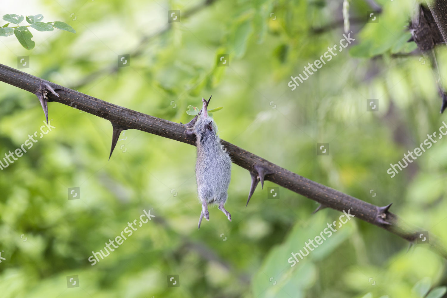 Mouse Impaled On Thorns Larder Redbacked Editorial Stock Photo Stock