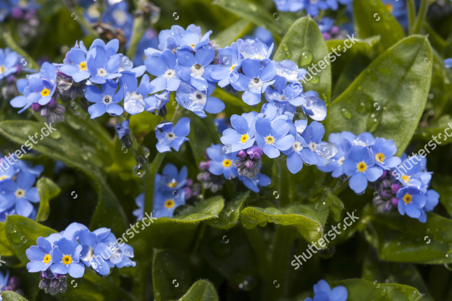 Wood Forgetmenot Myosotis Sylvatica Blue Sylva Editorial Stock Photo