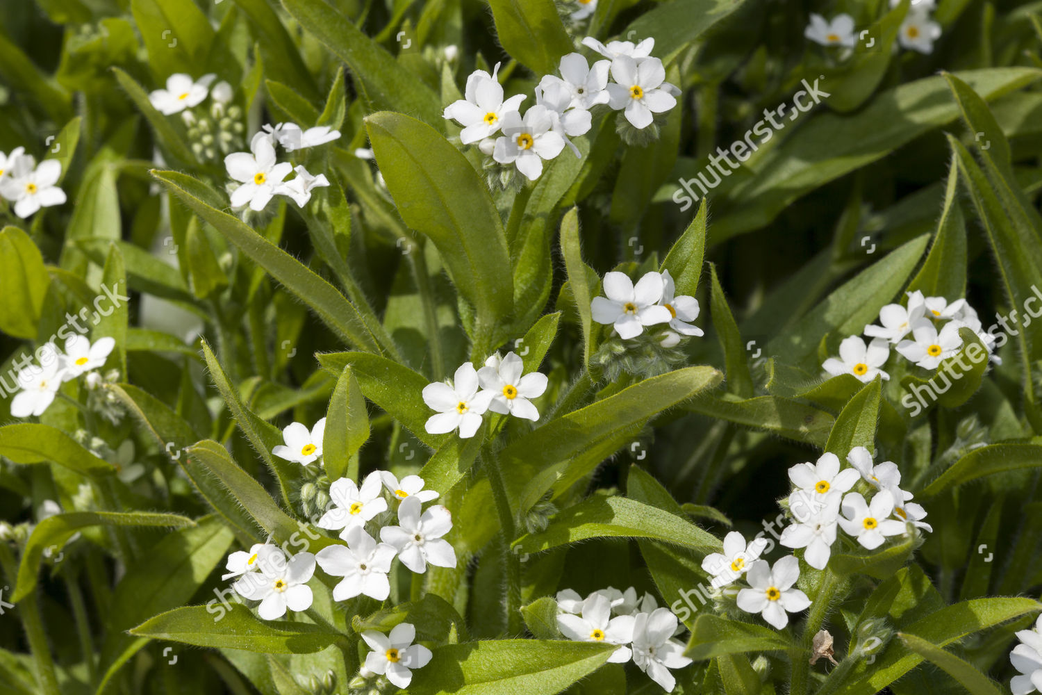 Wood Forgetmenot Myosotis Sylvatica Blue Sylva Editorial Stock Photo