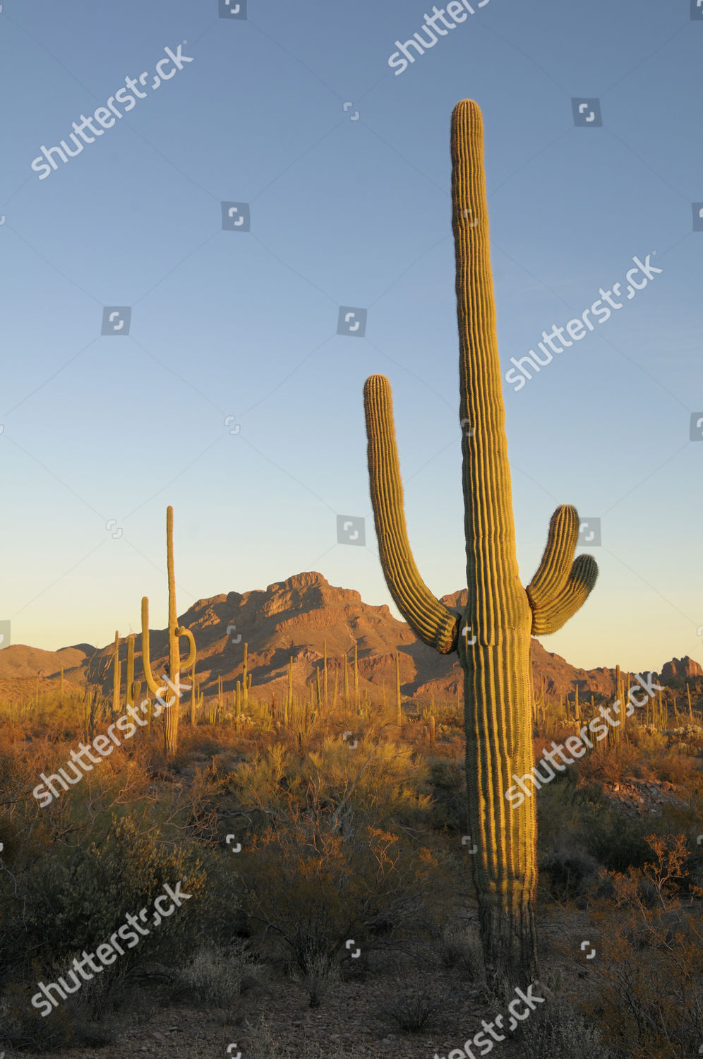 Saguaro Cactus Carnegiea Gigantea Organ Pipe Editorial Stock Photo ...