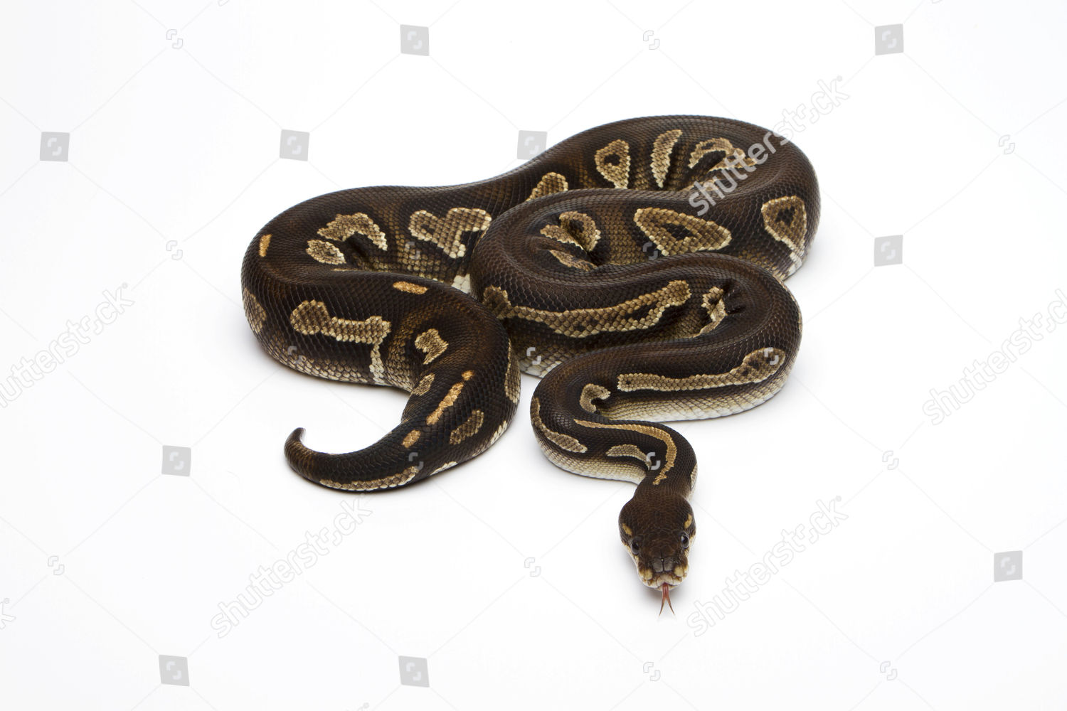 Black Head Ball Python