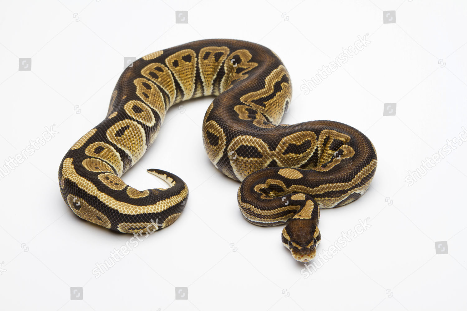 Paradox Super Fire Ball Python Royal Editorial Stock Photo - Stock