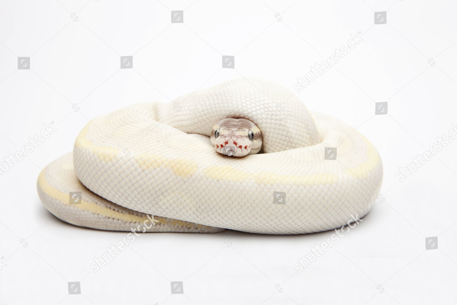 Opal Diamond Ball Python Royal Python Editorial Stock Photo - Stock ...