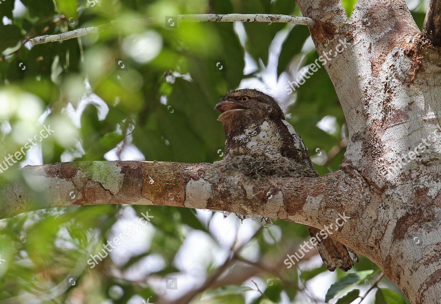 Blyths Frogmouth Batrachostomus Affinis Adult Panting Editorial Stock ...