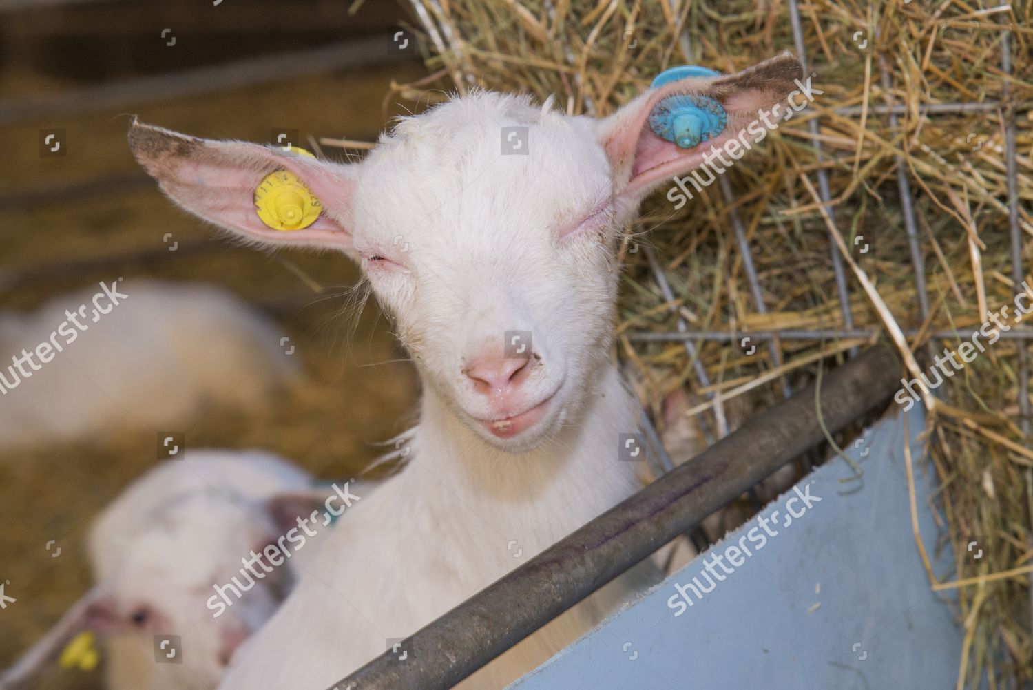 domestic-goat-saanen-kid-pinkeye-disease-editorial-stock-photo-stock