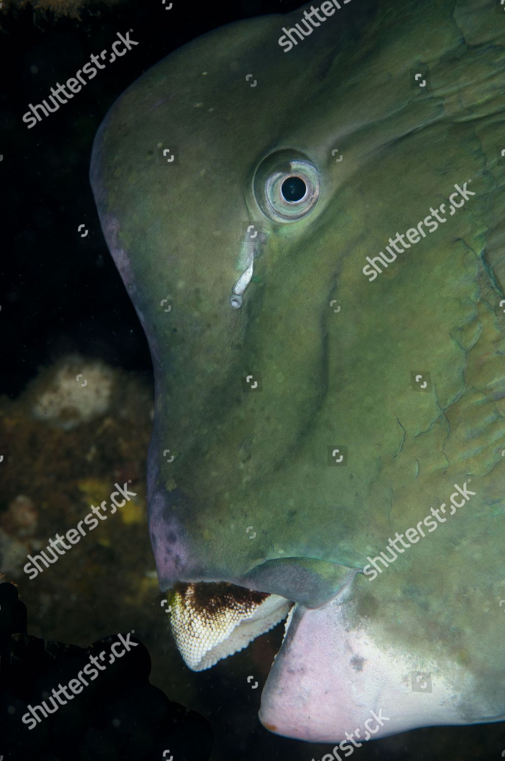 Bumphead Parrotfish Bolbometopon Muricatum Adult Closeup Editorial