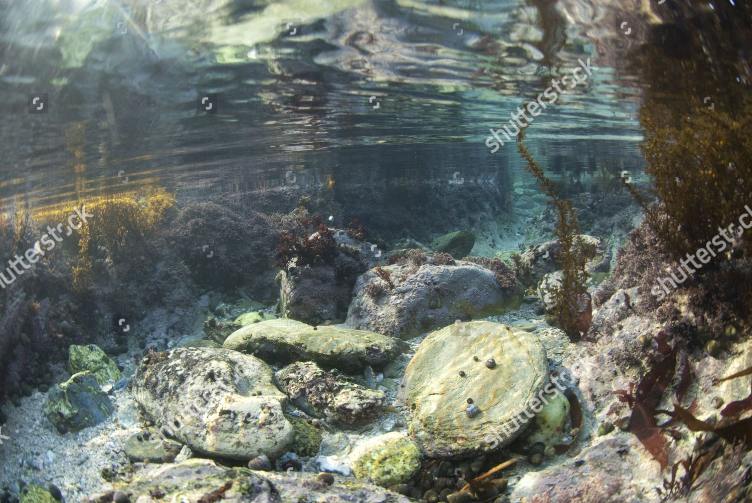Underwater View Rockpool Habitat Falmouth Cornwall Editorial Stock
