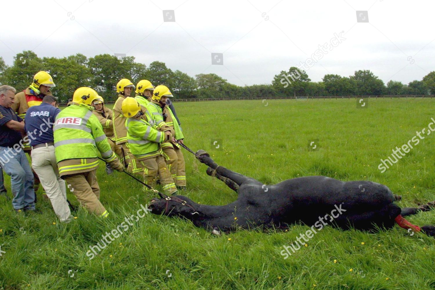 Accident In Surrey Today >> Accident Involving Horse Box Containing Two Horses Editorial Accident In Surrey Today >> Accident Involving Horse Box Containing Two Horses Editorial