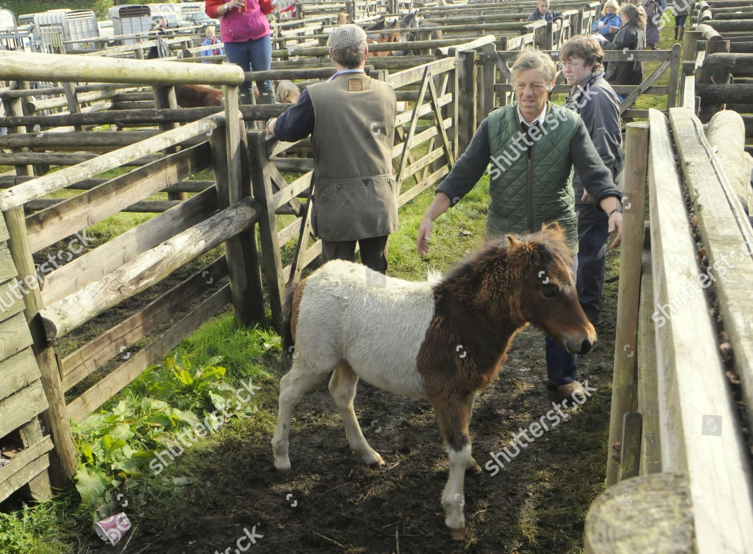 Chagford Dartmoor Pony Sales Editorial Stock Photo Stock Image