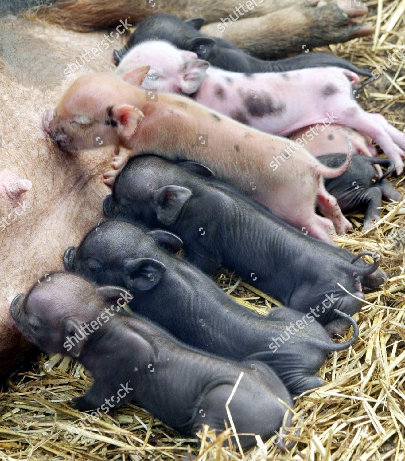 New Born Miniature Pigs Including Minimus Editorial Stock Photo Stock   Shutterstock 422925d 