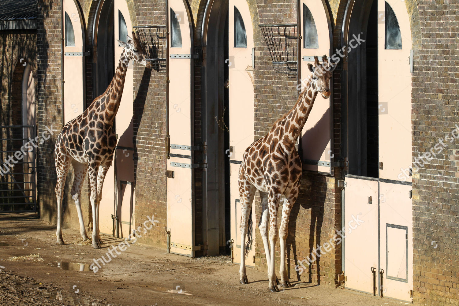 Giraffes Zsl London Zoo Editorial Stock Photo Stock Image Shutterstock