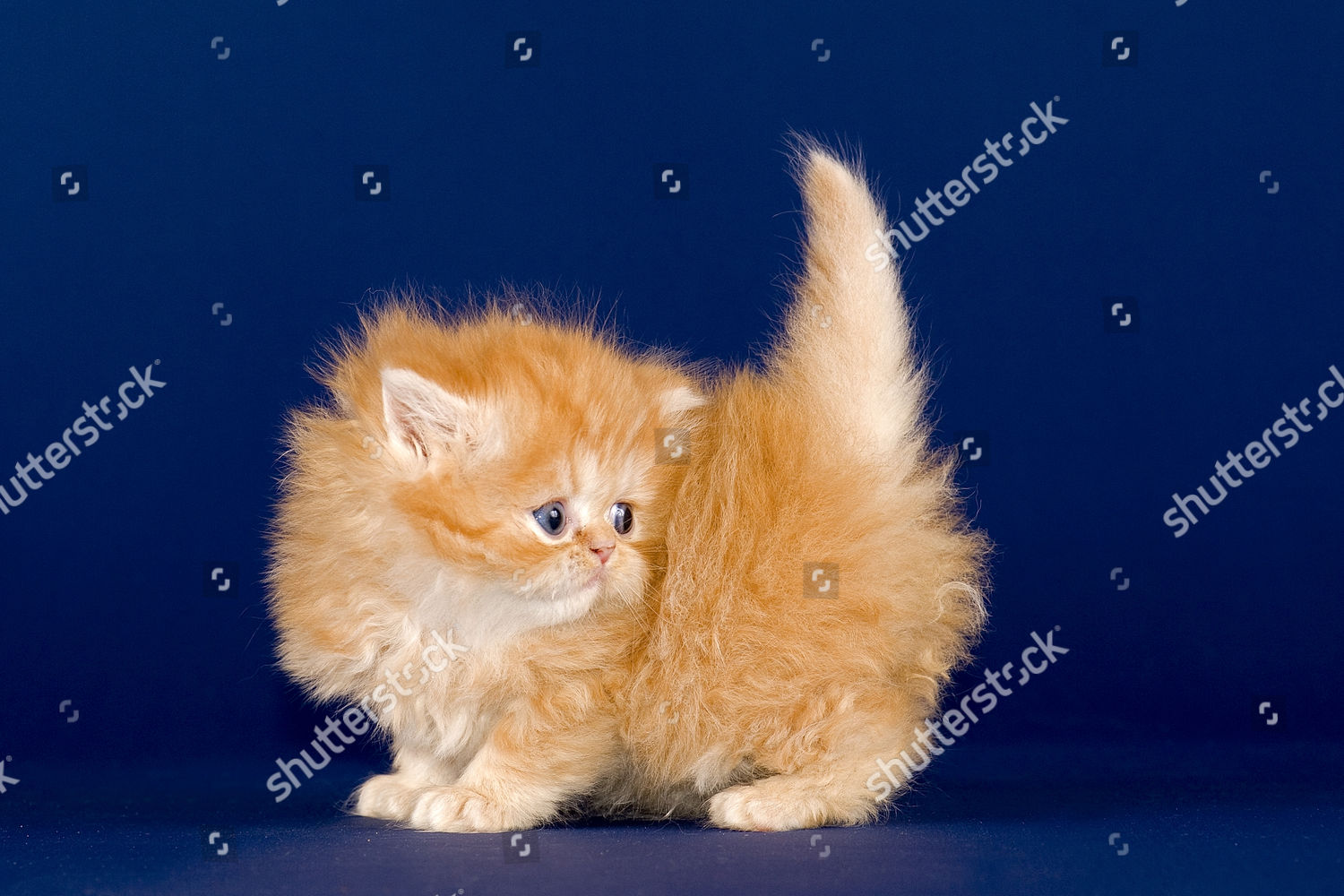 Persian Kitten 5 Weeks Nose Editorial Stock Photo Stock Image   Shutterstock 4257401a 